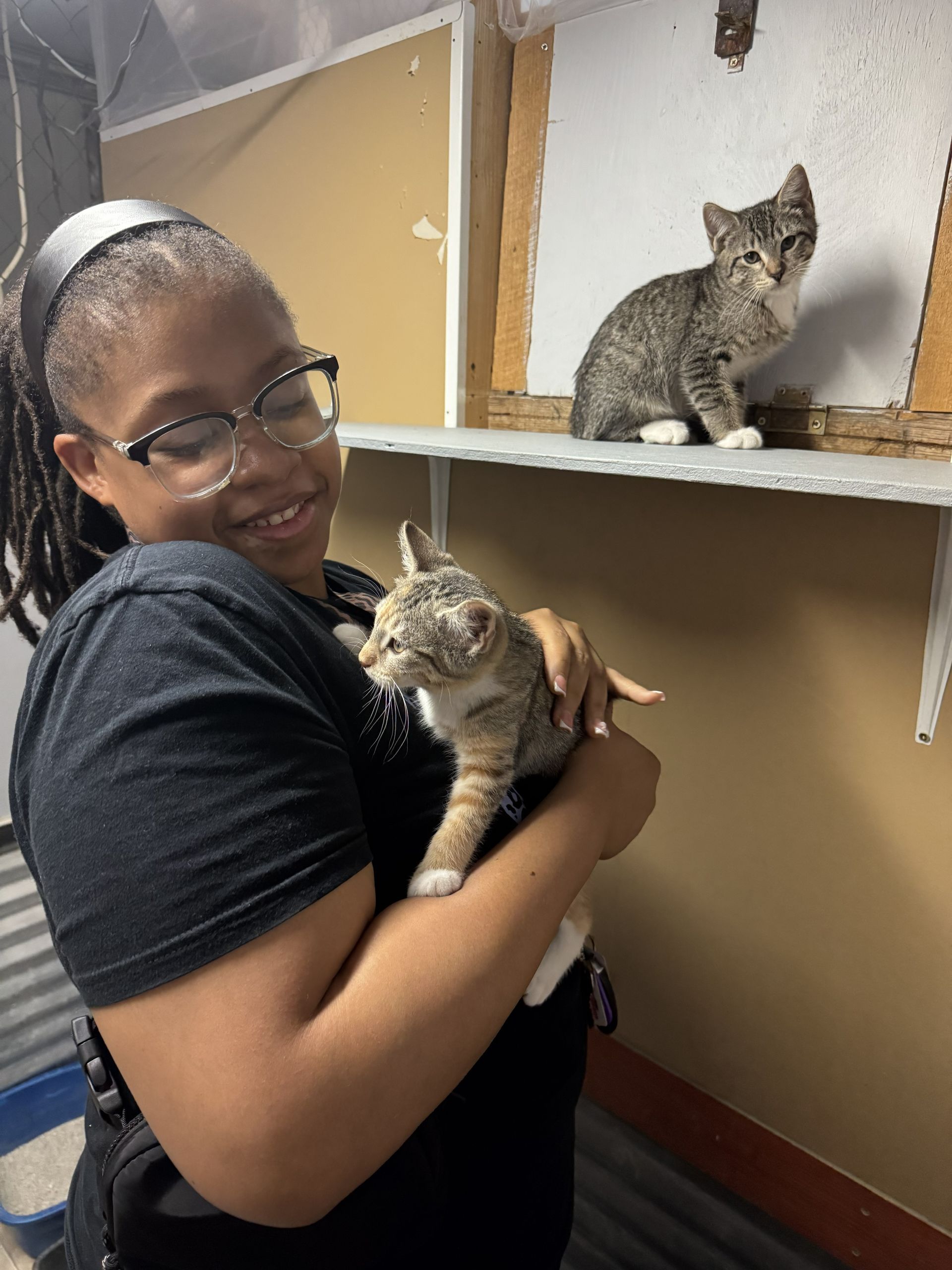 Person holding a kitten while another kitten sits on a shelf in a room