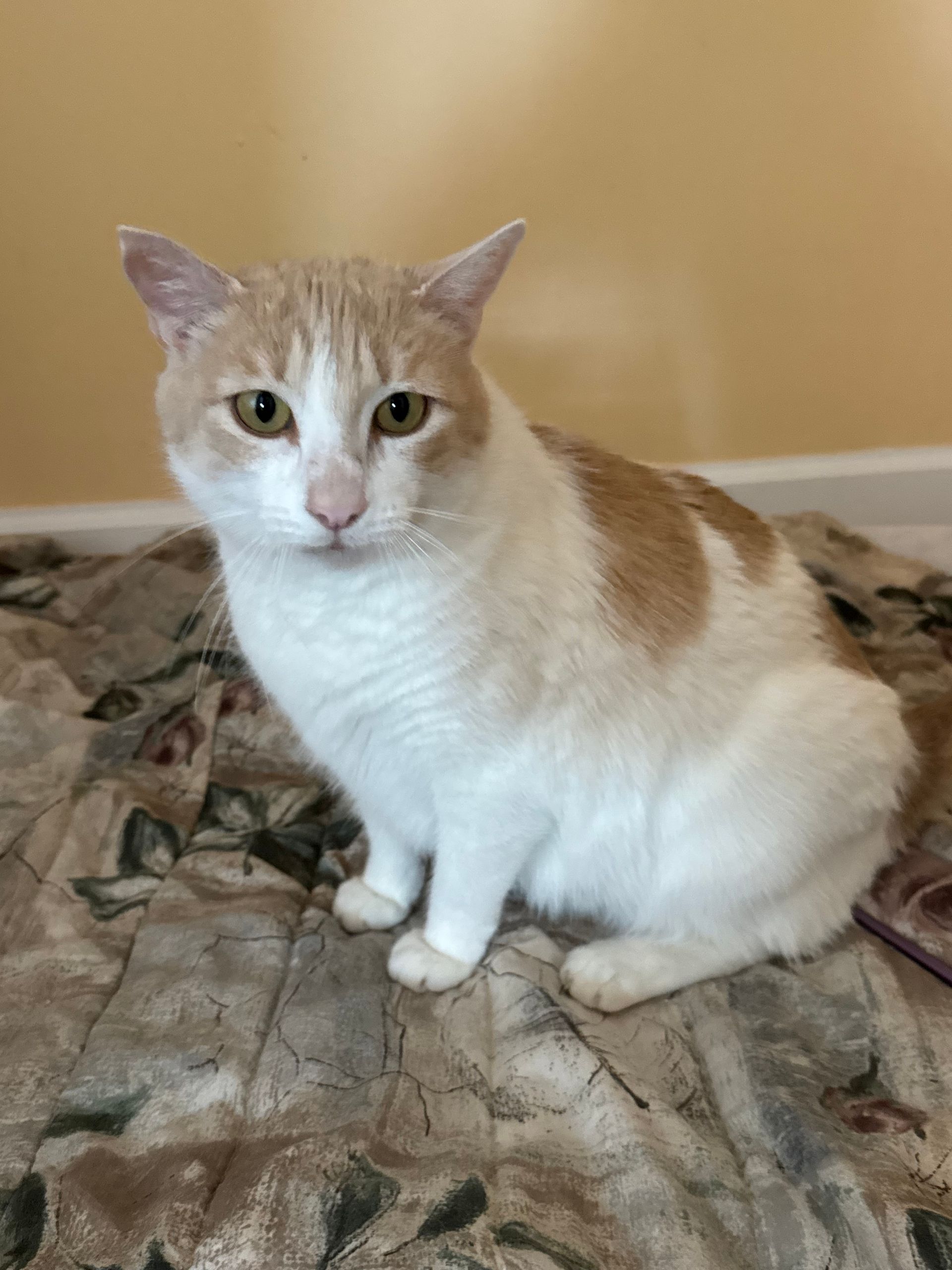 White and orange cat sitting on a bed, looking at the camera.