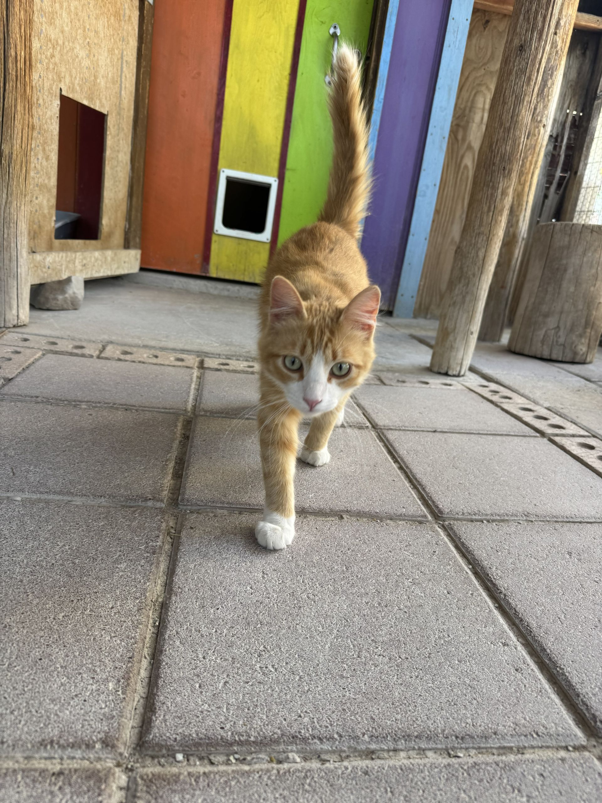 Orange cat walking toward the camera on a tiled walkway beside colorful walls and posts