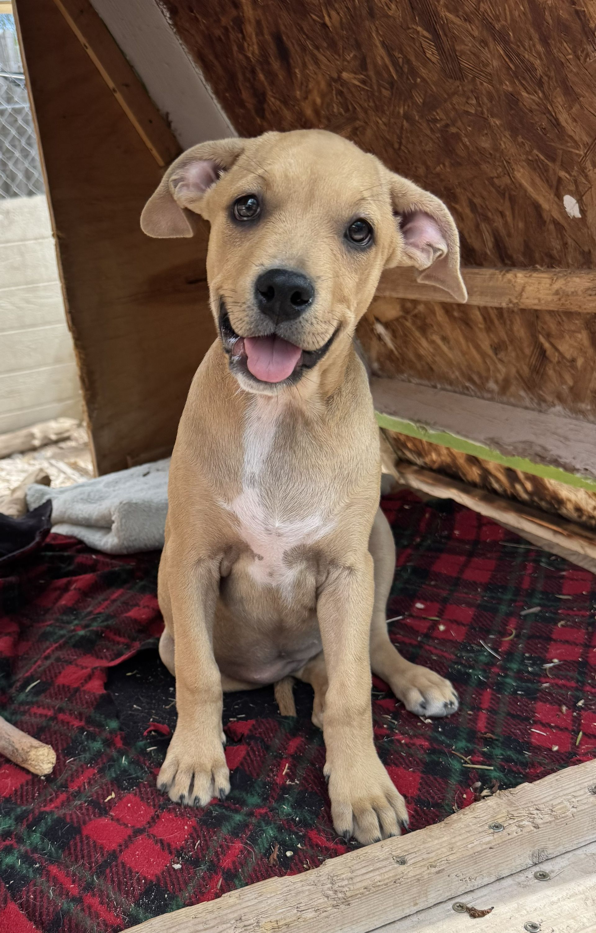 Small tan puppy sitting on a red plaid blanket, looking at the camera with its tongue out.
