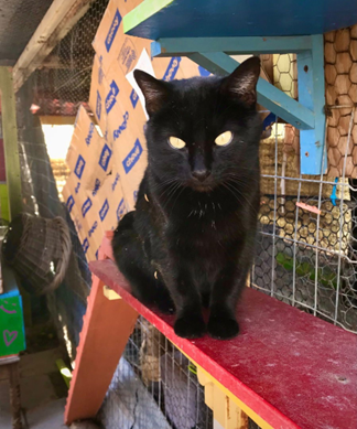 Black cat with yellow eyes sitting on a red plank, looking forward.