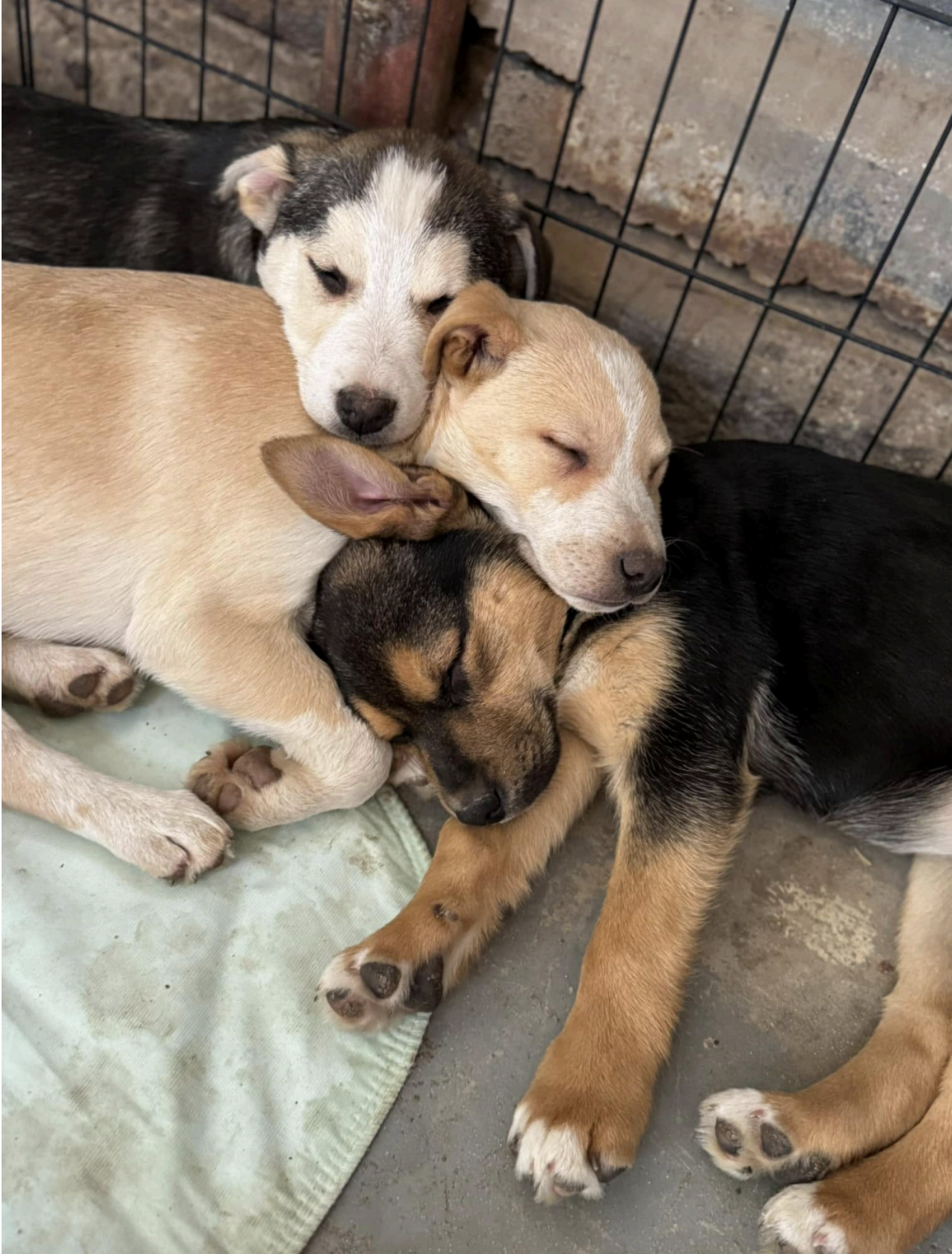 Four puppies cuddled together, sleeping. Tan, black, and white fur, in a cage.