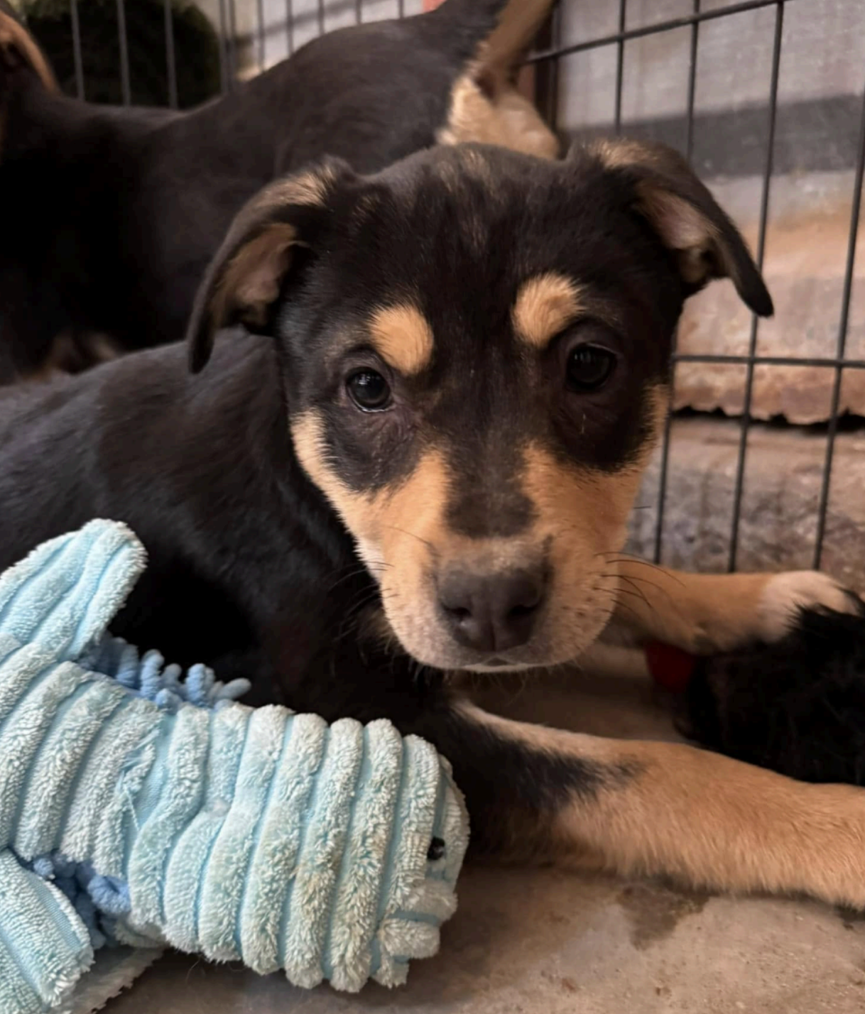 Black and tan puppy lying down, looking at the camera. It is next to a blue stuffed toy in a cage.
