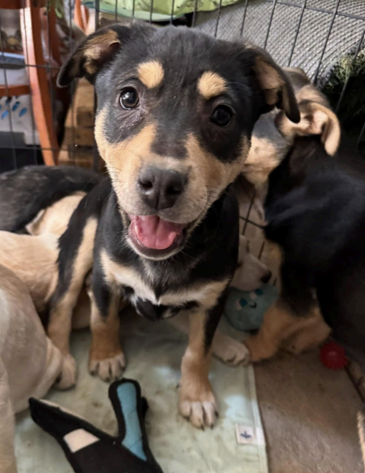 Black and tan puppy with a happy expression, surrounded by other puppies.