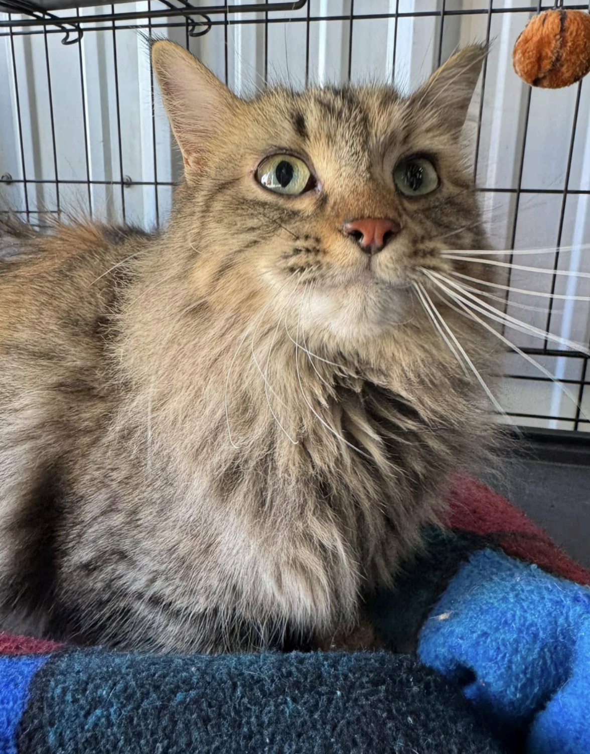 Fluffy tabby cat with wide eyes, looking up, resting inside a cage on a blue blanket.