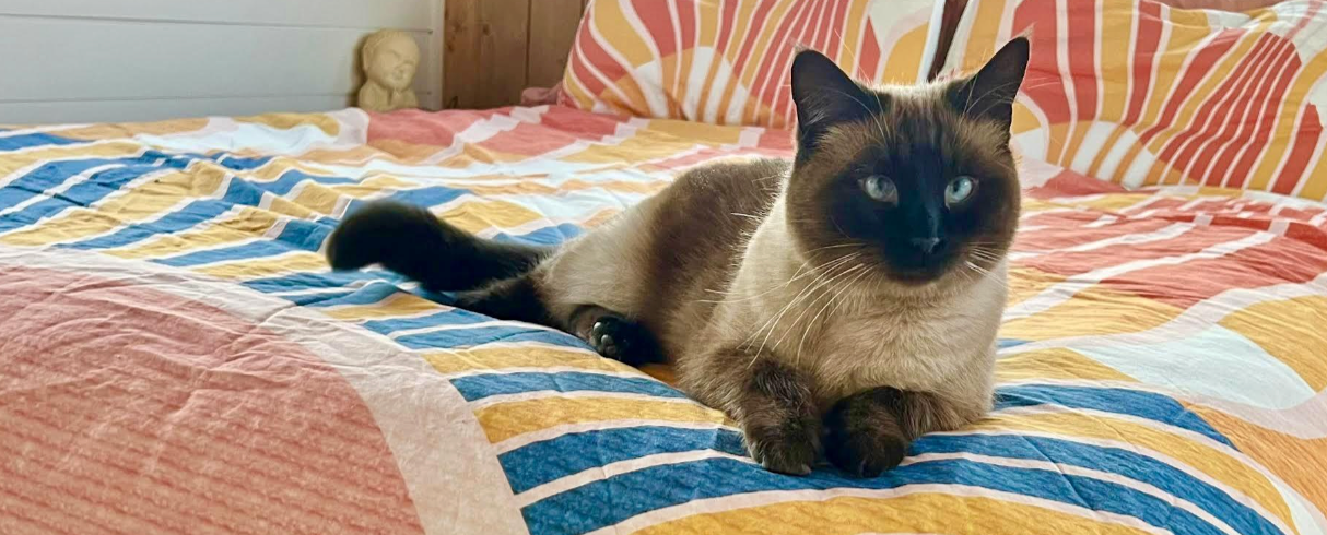 Siamese cat with dark brown points rests on a colorful bedspread.