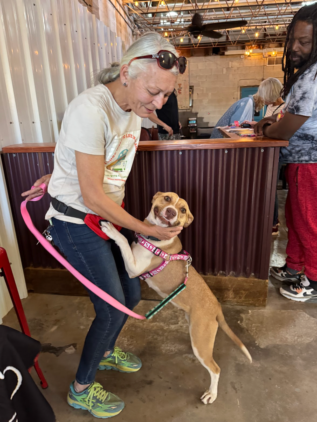 Woman pets a dog wearing a harness inside a building. Dog is tan and white, appears happy.