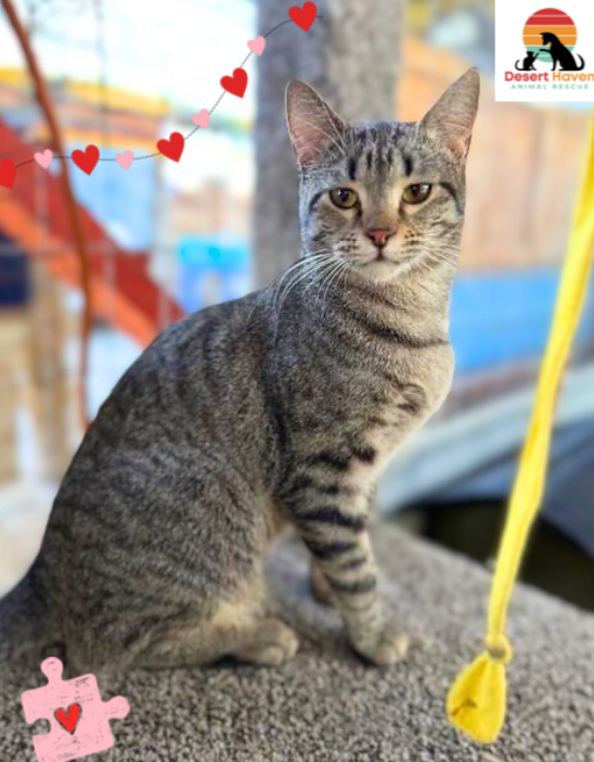 Gray tabby cat sitting on a cat tree, looking at the camera. Hearts and a puzzle piece in the background.