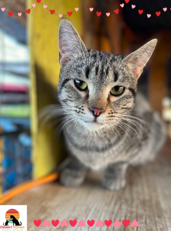 Gray tabby cat gazing forward, seated indoors near a yellow beam, Valentine hearts décor.