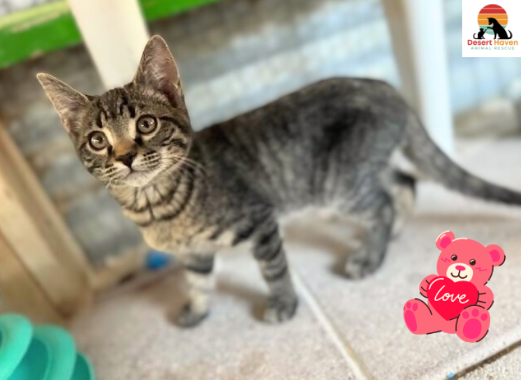 Tabby cat standing on a white surface, looking towards the camera. A pink heart is on the bottom right.