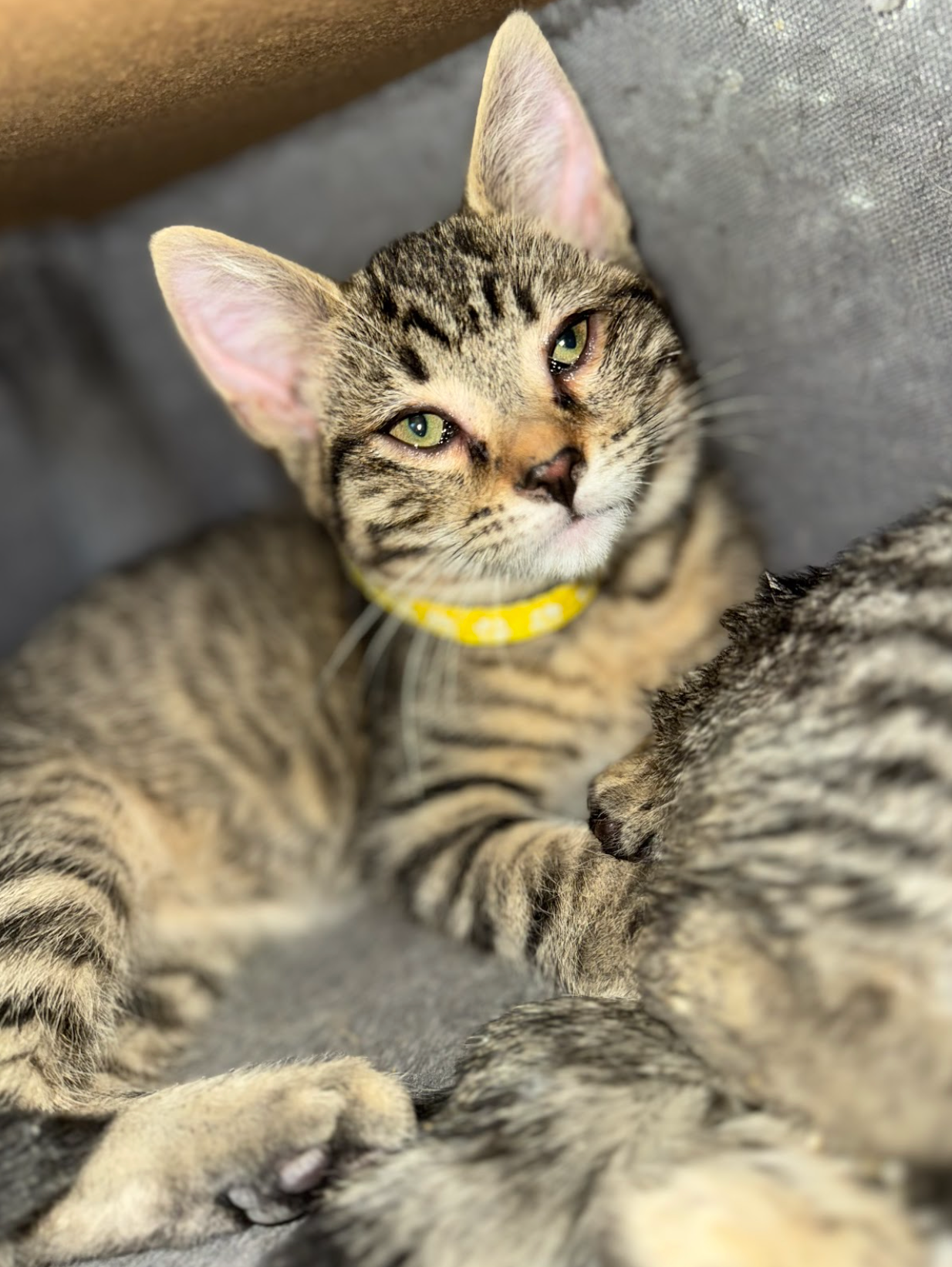 Tabby cat wearing a yellow collar, lying on a gray surface, gazing at the viewer.