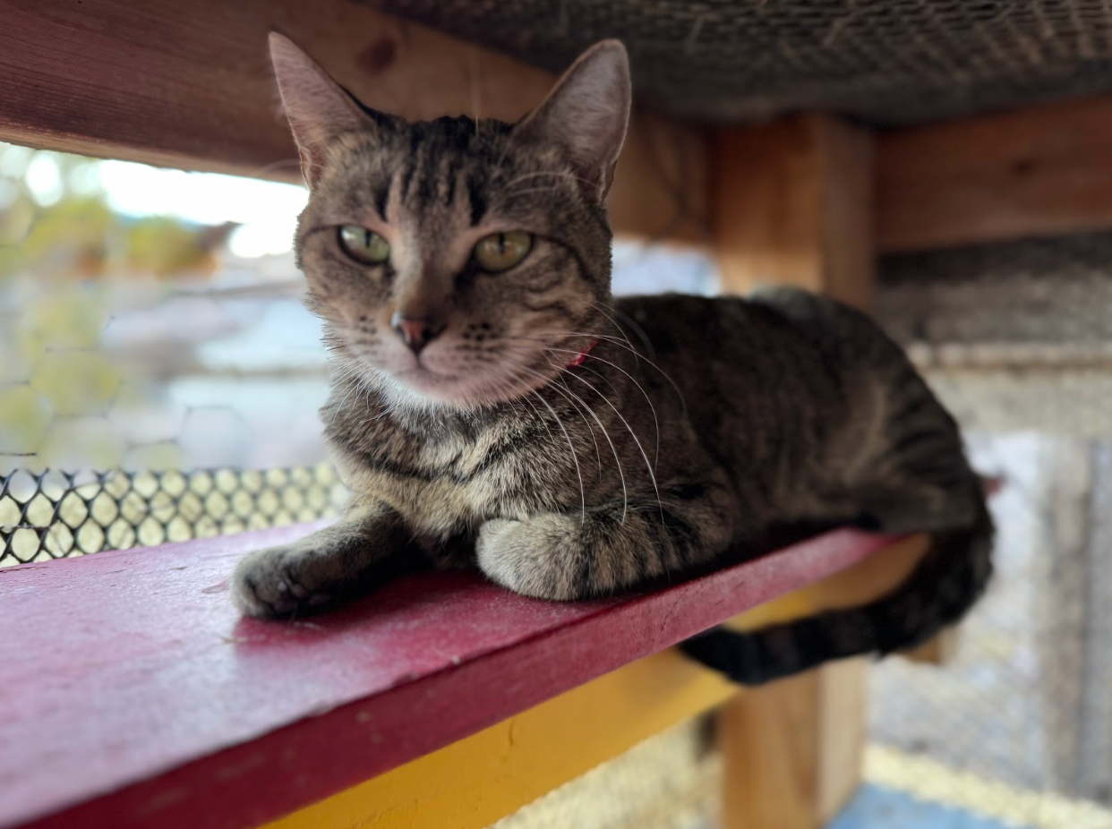 Tabby cat resting on a red shelf, indoors, looking at the viewer.