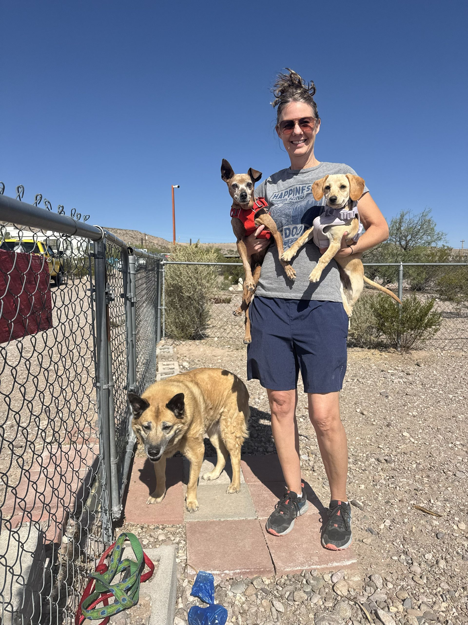 Person holding three dogs outdoors beside a chain-link fence on a sunny day