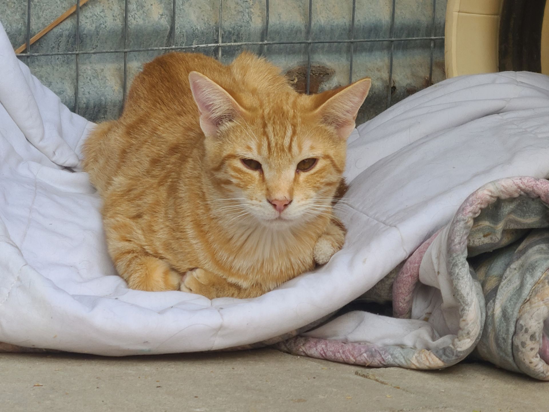 Orange tabby cat curled up on a white blanket, resting in a cozy nook.
