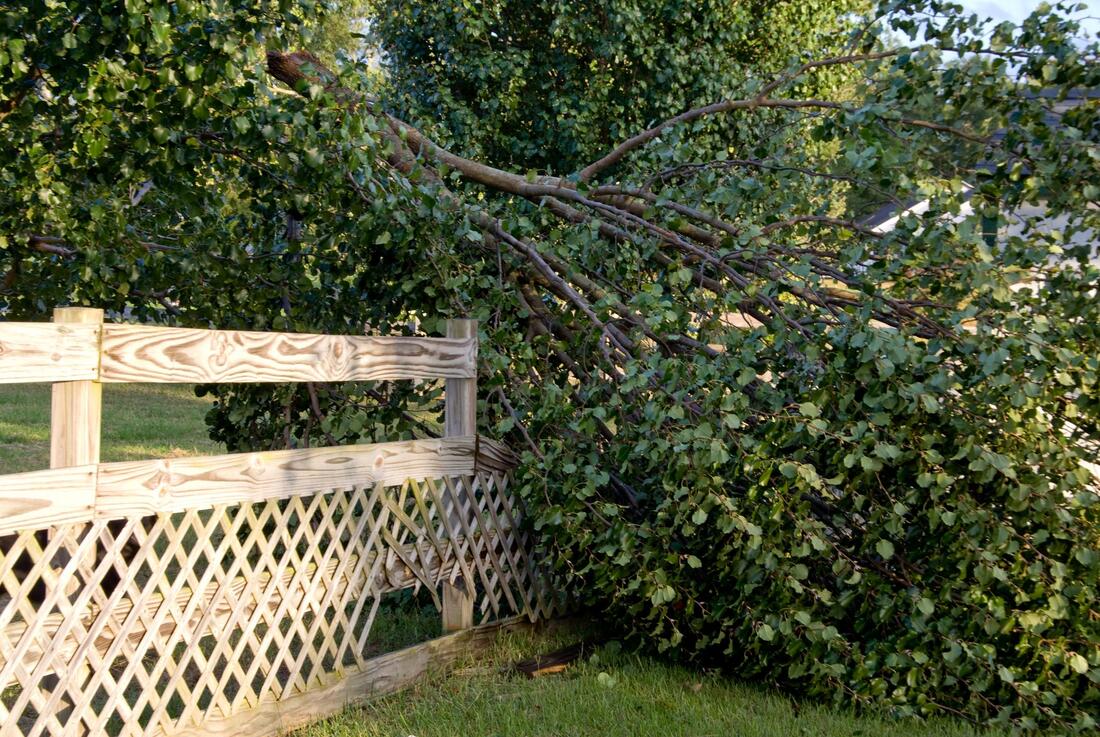 household requiring emergency tree services in Coggeshall
