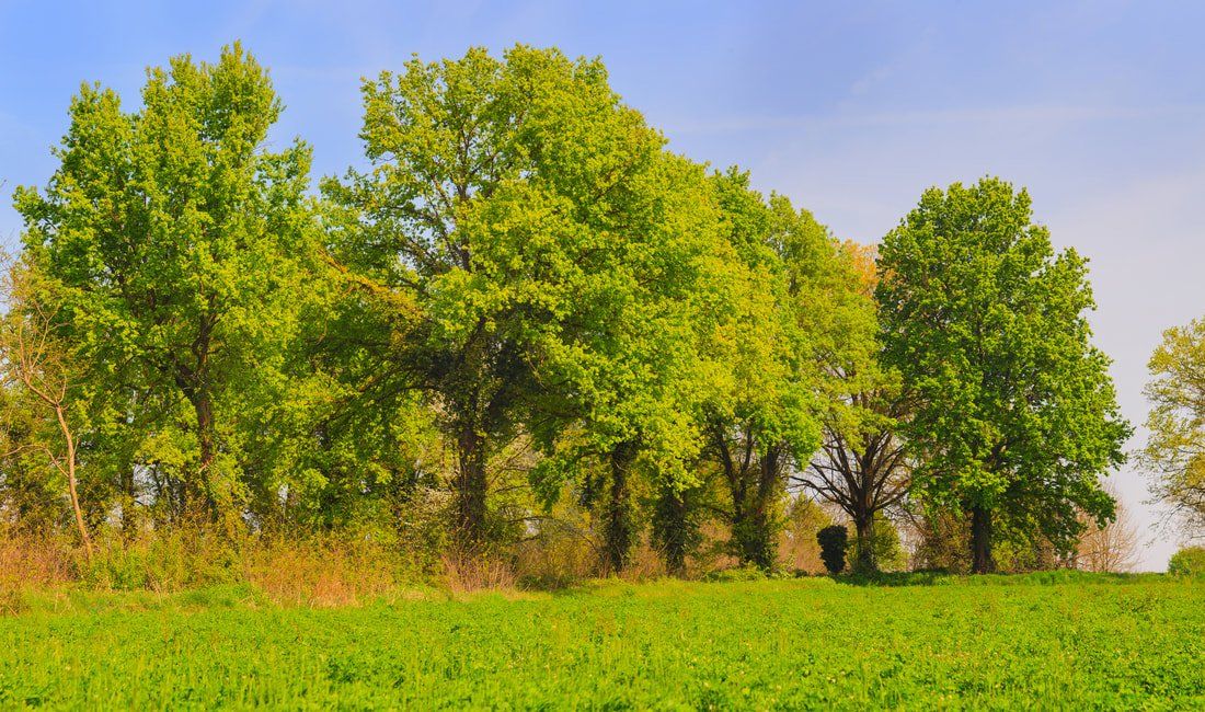 healthy trees