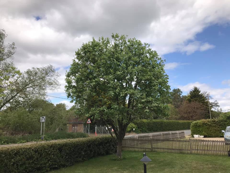 Tree following tree pruning by Tree Surgeon Coggeshall