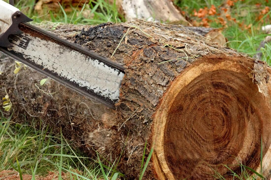 Stump requiring removal by Tree Surgeon Coggeshall