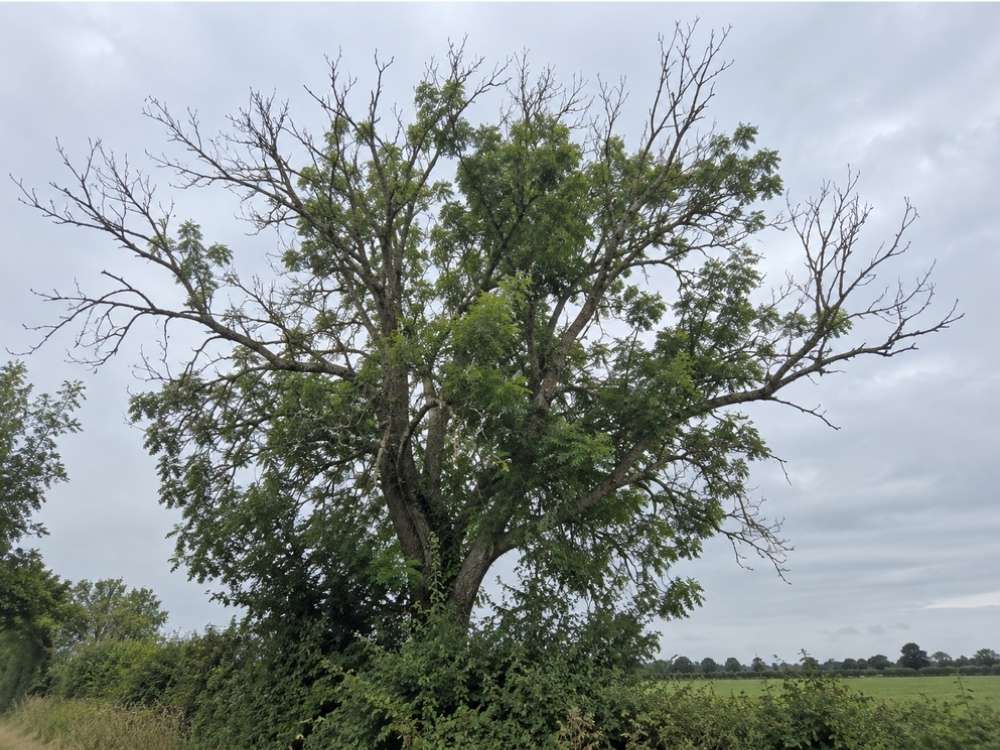 Ash tree with a thin, patchy crown and bare dead branches against a grey sky