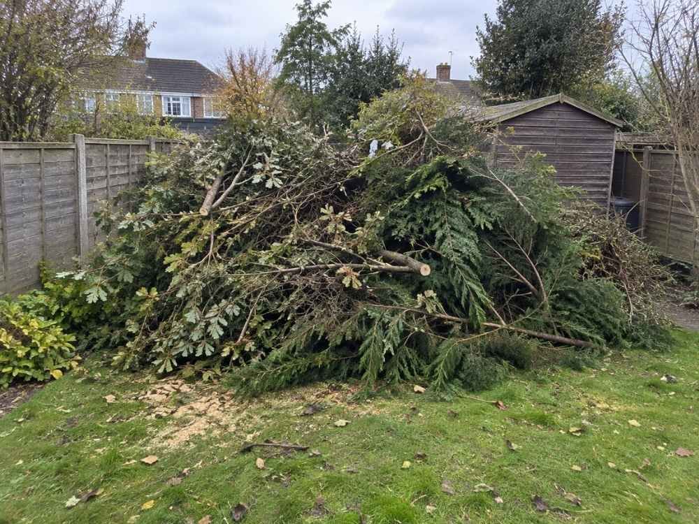 Large pile of cut branches and hedge brash heaped at the end of a back garden lawn