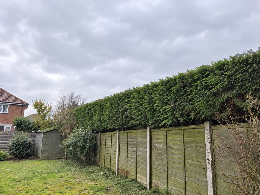 The same conifer hedge after height reduction, cut level with the fence line and sides trimmed