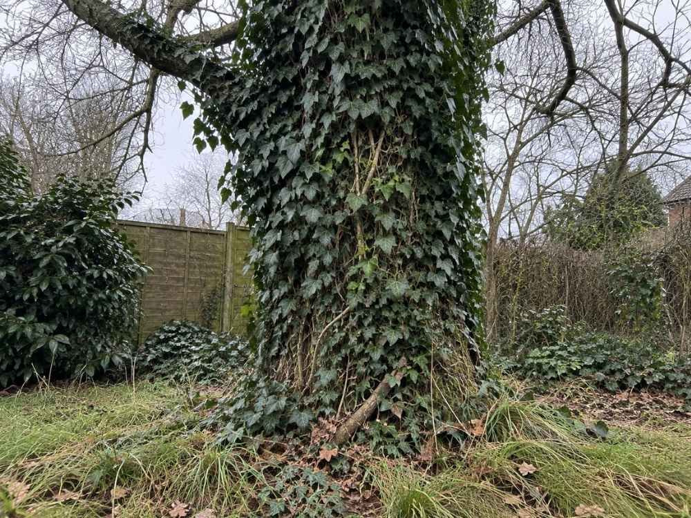 Thick ivy stems covering the trunk of a mature tree in a garden