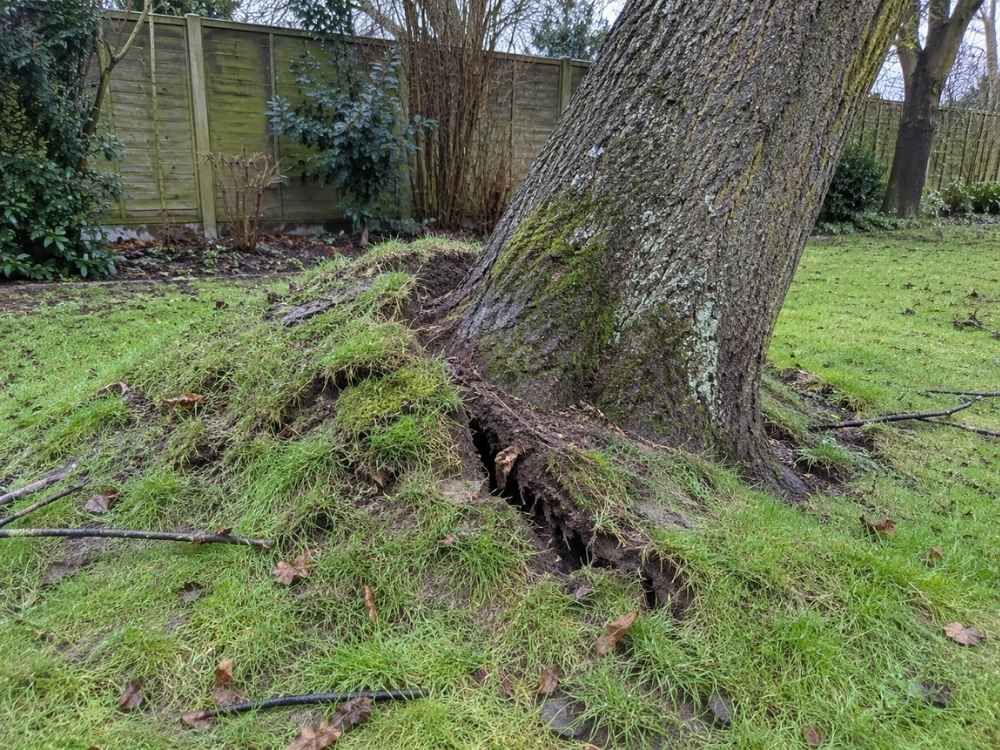 Cracked and lifted soil around the base of a leaning tree after wind