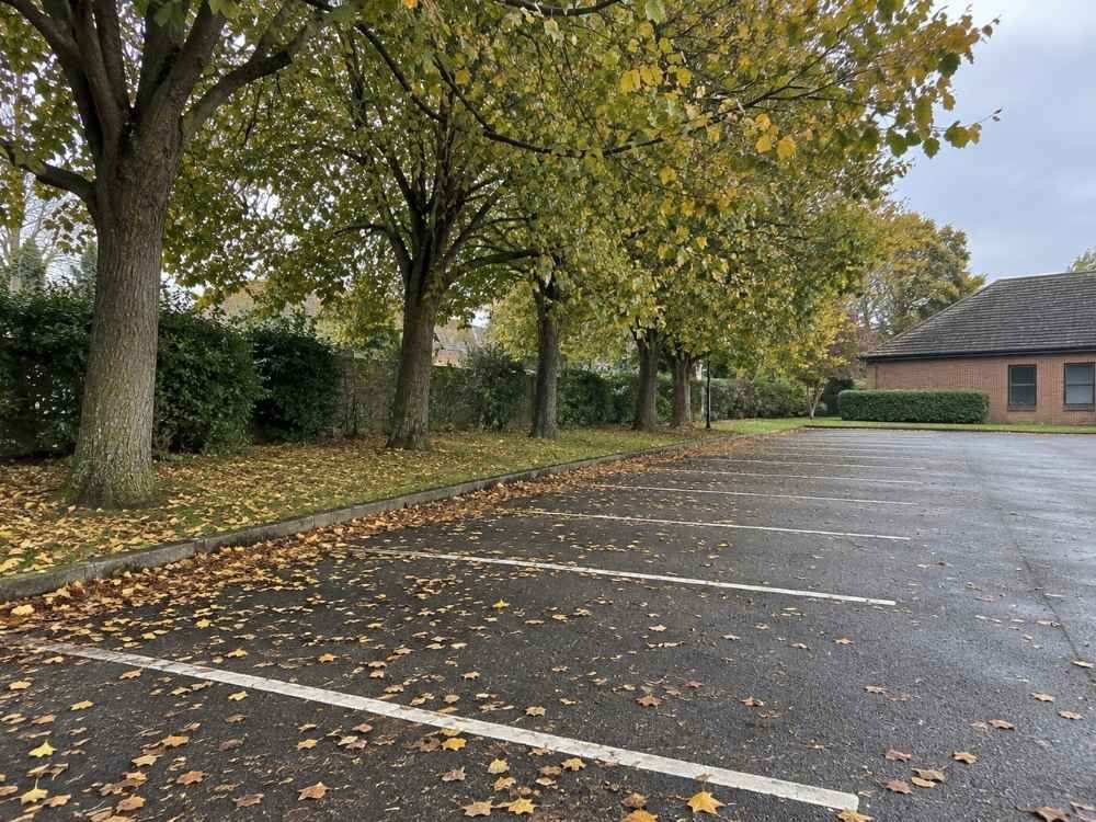 Mature trees overhanging marked parking bays in a business car park