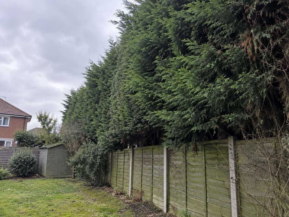 Tall overgrown leylandii hedge towering over a garden fence and blocking light from a lawn