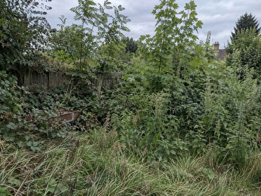 Overgrown corner of a garden covered in brambles, nettles and self-seeded saplings