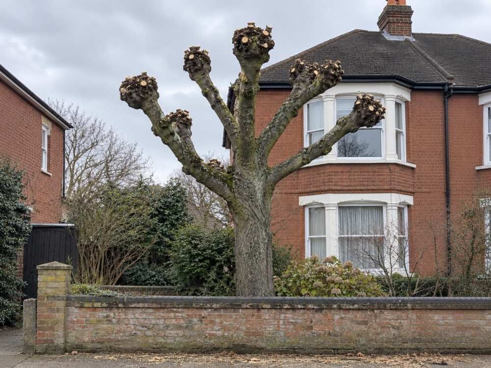 The same lime tree after re-pollarding, with rounded pollard heads left on a short branch framework