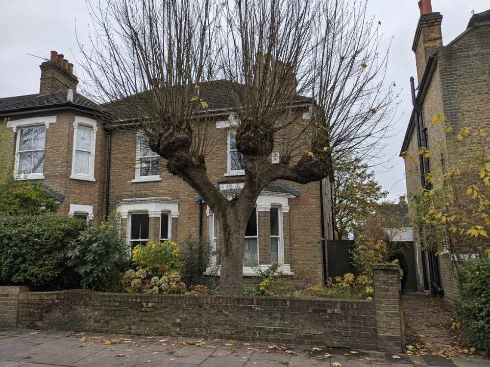 Pollarded lime tree with a dense crown of long straight shoots growing from knuckled pollard heads