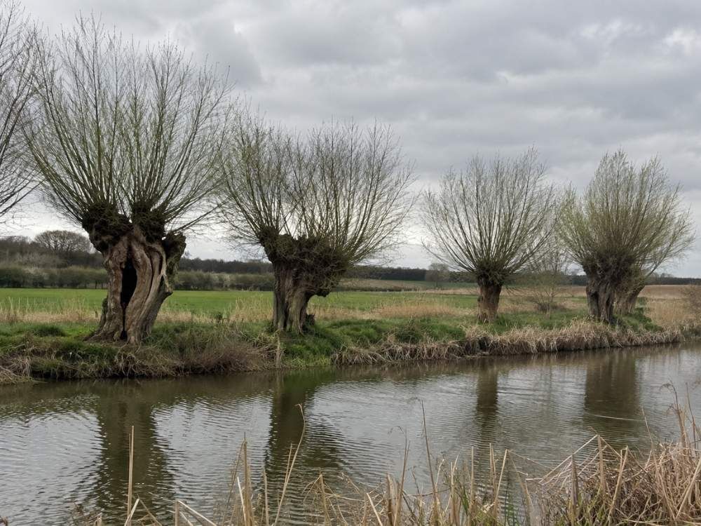 Row of old pollarded willows with thick trunks and bushy crowns beside a river in flat Essex countryside