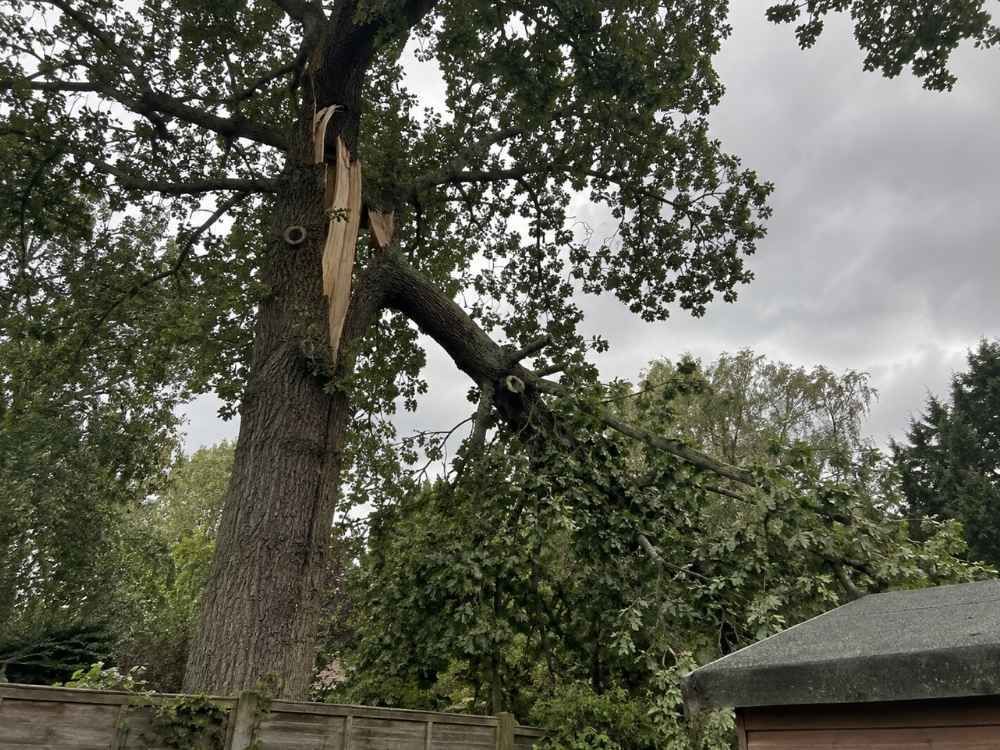 Large broken branch split from an oak trunk and hanging in the crown above a back garden