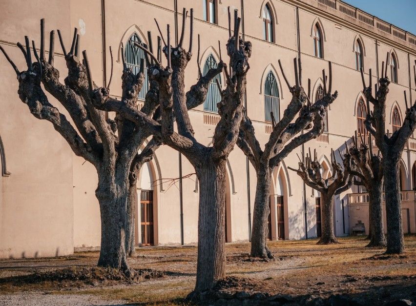 row of trees that have been pollarded