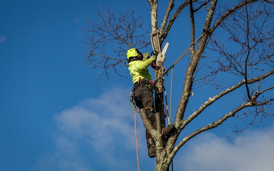 Tree surgeon in a helmet and harness cutting back branches high in a bare tree during the dormant season