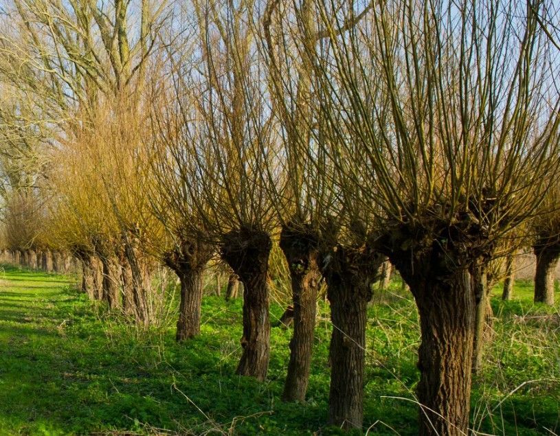 trees growing that have been pollarded the previous year