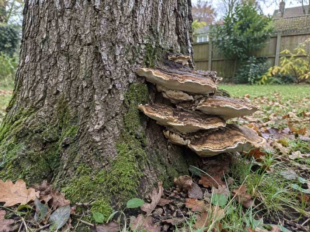 Tiered bracket fungus growing from the base of a mature tree trunk in a garden