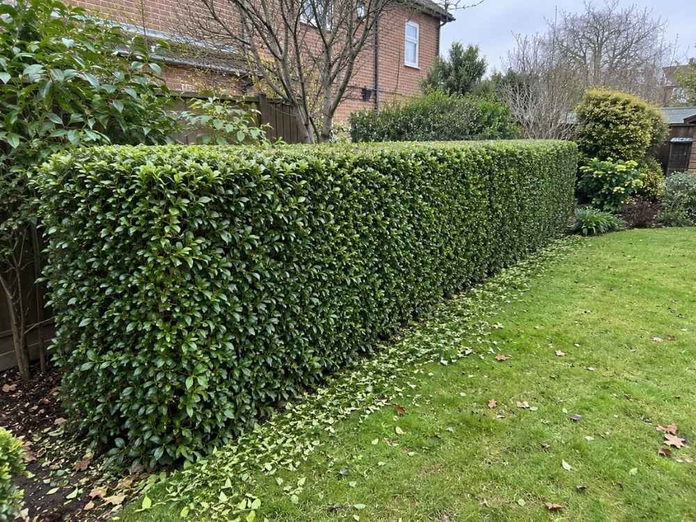Neatly cut garden hedge with flat top and straight sides along a lawn edge