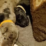 Two newborn puppies lying on a blanket, one tan and black with a yellow collar and one black with a white collar.