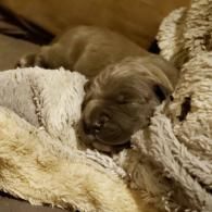 Sleeping brown puppy nestled in a soft beige blanket