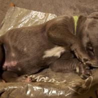 Two sleeping gray puppies curled together on a brown blanket