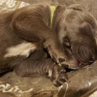 Two sleeping brown puppies curled together on a blanket