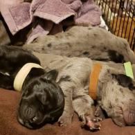 Two sleeping puppies cuddled together on a blanket, one black with a white collar and one gray with an orange collar