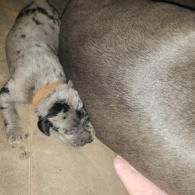 Spotted puppy resting against a larger dog on a carpet.