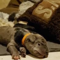 Small brindle puppy with an orange collar sleeping on a couch.