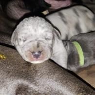 Sleeping newborn puppy with closed eyes, gray fur, and a green collar nestled among other puppies.