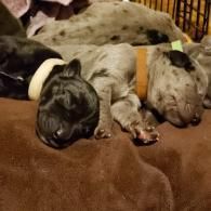 Two sleeping puppies cuddled together on a brown blanket, one black and one gray with spots.