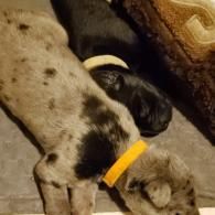 Two spotted dogs curled up asleep on a couch, one wearing a yellow collar.