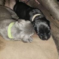 Two sleeping puppies cuddled on a beige couch, one black and one gray with a neon collar.